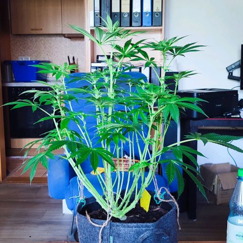 Clarisse (ST1) growlog timeline photo