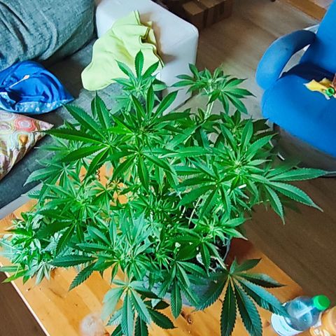 Clarisse (ST1) growlog timeline photo
