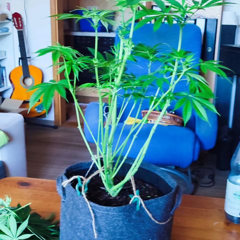 Holly (SP) growlog timeline photo