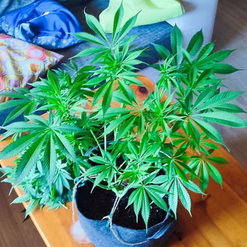 Holly (SP) growlog timeline photo