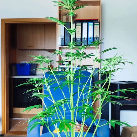 Alice (ST2) growlog timeline photo