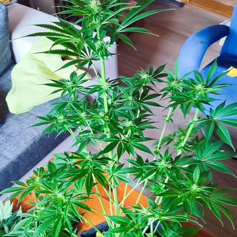Alice (ST2) growlog timeline photo