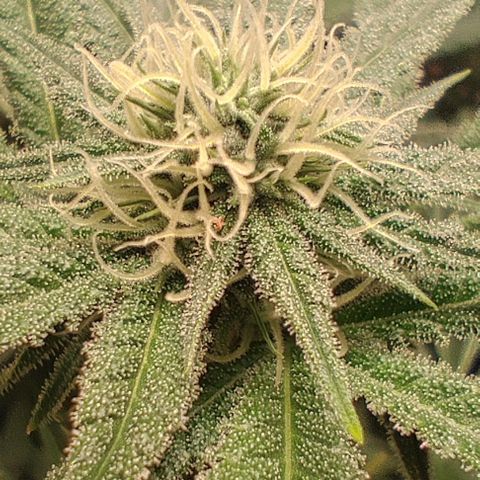 Clarisse (ST1) growlog timeline photo