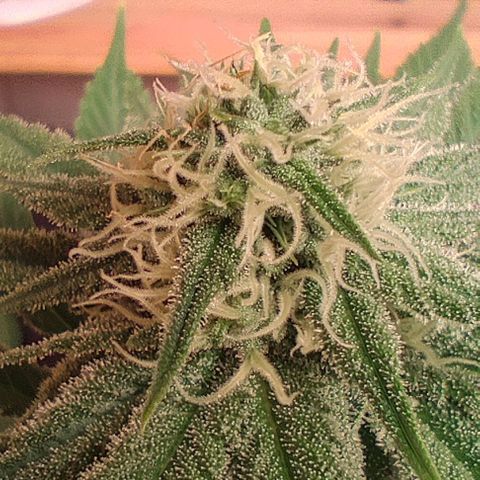 Alice (ST2) growlog timeline photo
