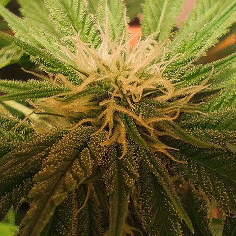 Holly (SP) growlog timeline photo