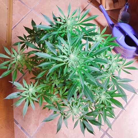 Clarisse (ST1) growlog photo: 4. Blütewoche