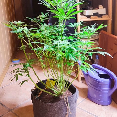 Clarisse (ST1) growlog photo: 4. Blütewoche