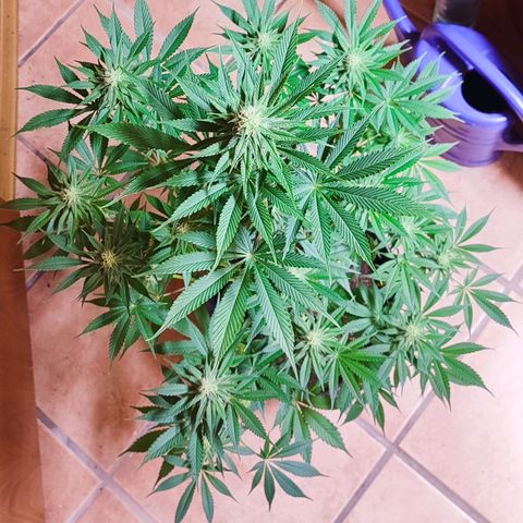 Alice (ST2) growlog photo: 4. Blütewoche 