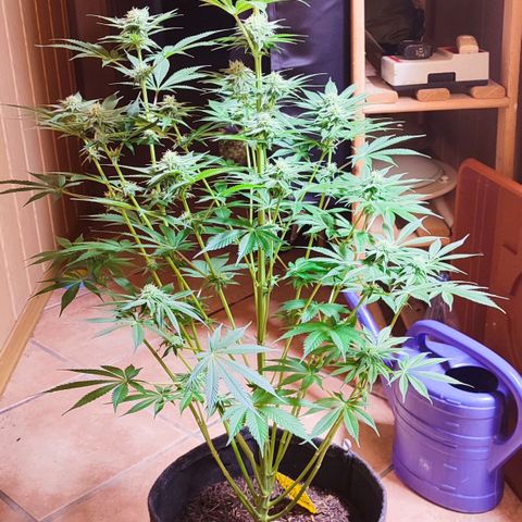Alice (ST2) growlog photo: 4. Blütewoche 