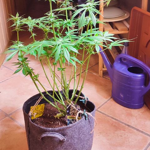 Holly (SP) growlog timeline photo