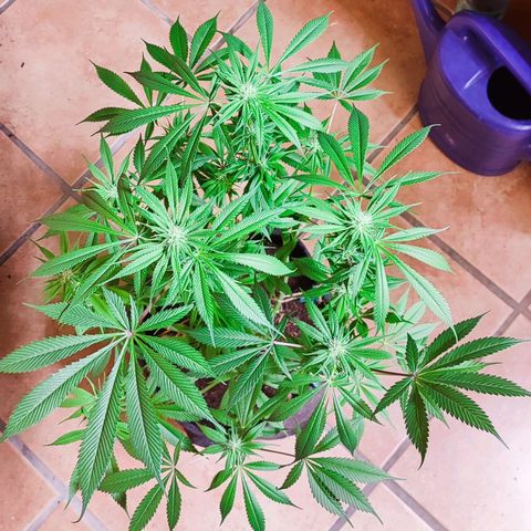 Holly (SP) growlog timeline photo