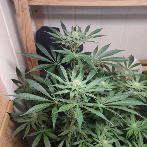 Clarisse (ST1) growlog timeline photo