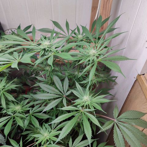 Holly (SP) growlog timeline photo
