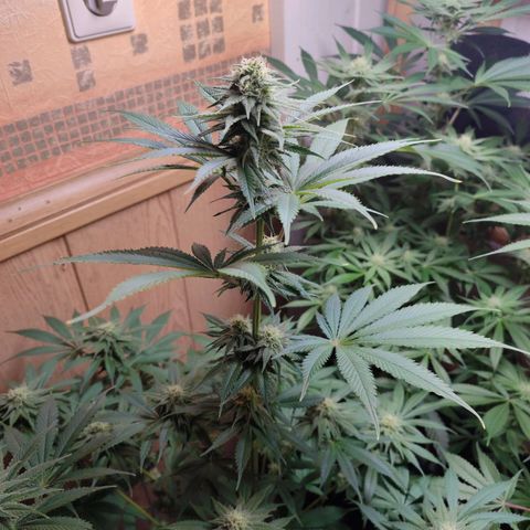 Alice (ST2) growlog timeline photo