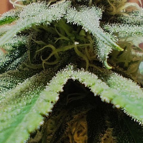 Alice (ST2) growlog timeline photo