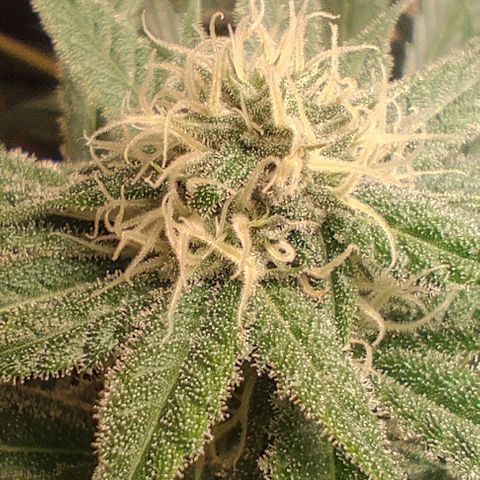 Clarisse (ST1) growlog timeline photo