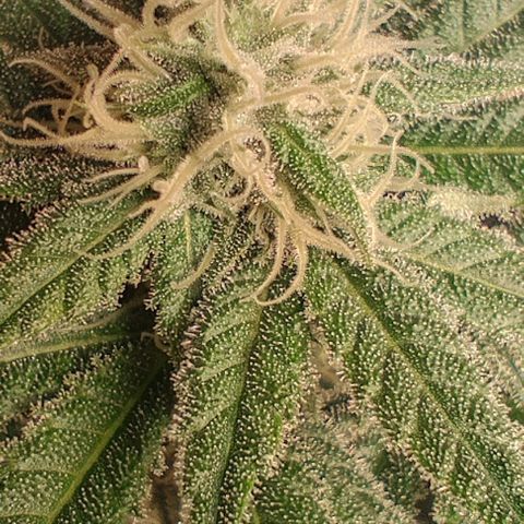 Clarisse (ST1) growlog timeline photo