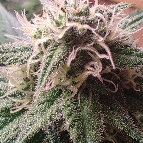 Alice (ST2) growlog timeline photo