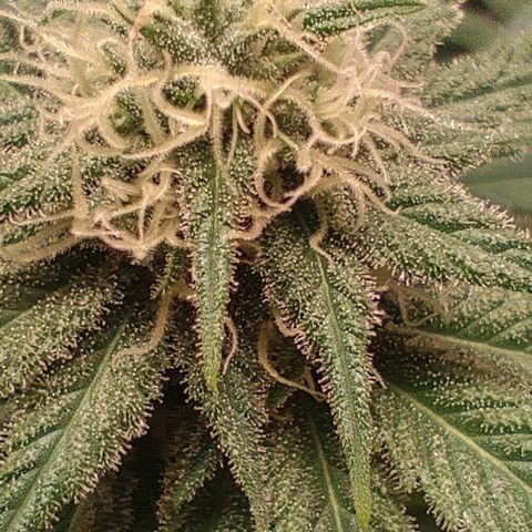Alice (ST2) growlog timeline photo