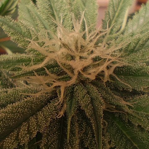 Holly (SP) growlog timeline photo