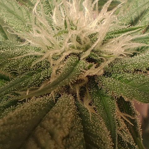 Holly (SP) growlog timeline photo