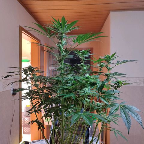 Clarisse (ST1) growlog photo: Vor dem letztem "Lollipopping"