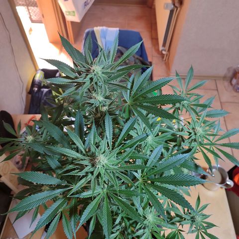Clarisse (ST1) growlog photo: Vor dem letztem "Lollipopping"