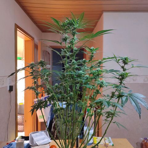 Clarisse (ST1) growlog photo: Nach dem letztem "Lollipopping"