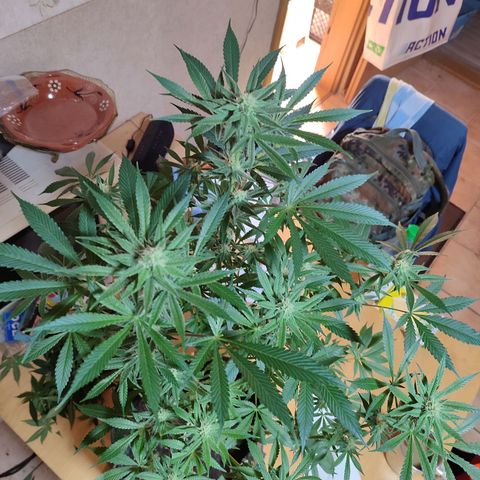 Clarisse (ST1) growlog photo: Nach dem letztem "Lollipopping"