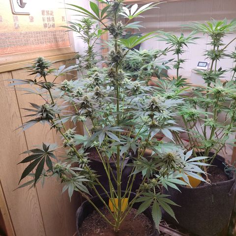 Alice (ST2) growlog timeline photo