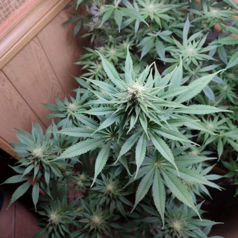 Alice (ST2) growlog timeline photo