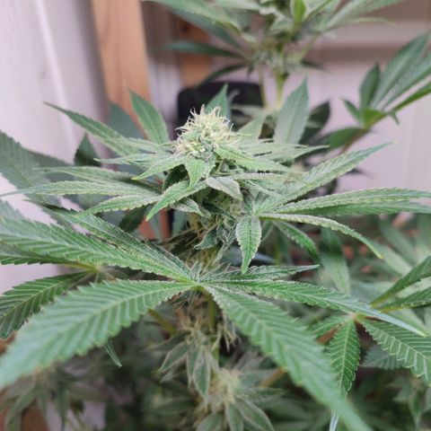 Clarisse (ST1) growlog timeline photo