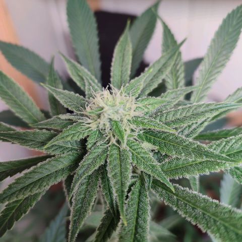 Clarisse (ST1) growlog timeline photo
