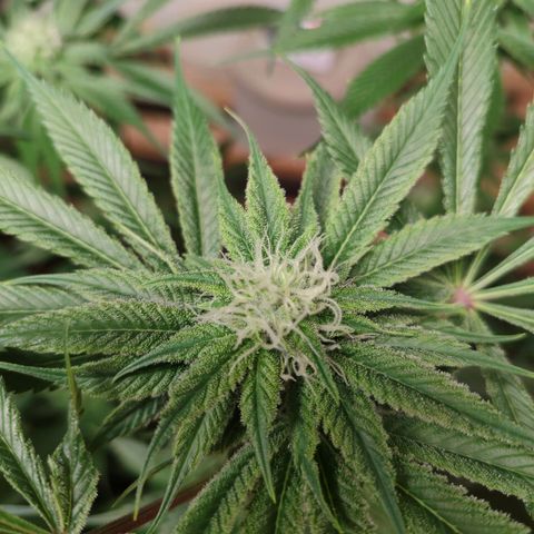 Holly (SP) growlog timeline photo