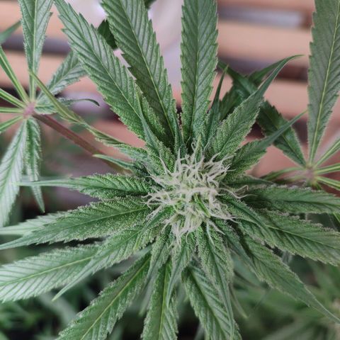 Holly (SP) growlog timeline photo