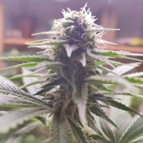 Alice (ST2) growlog timeline photo
