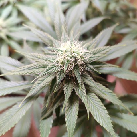 Alice (ST2) growlog timeline photo