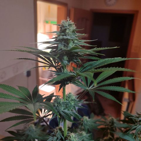 Alice (ST2) growlog timeline photo