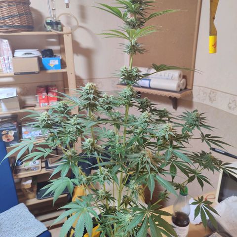 Alice (ST2) growlog timeline photo
