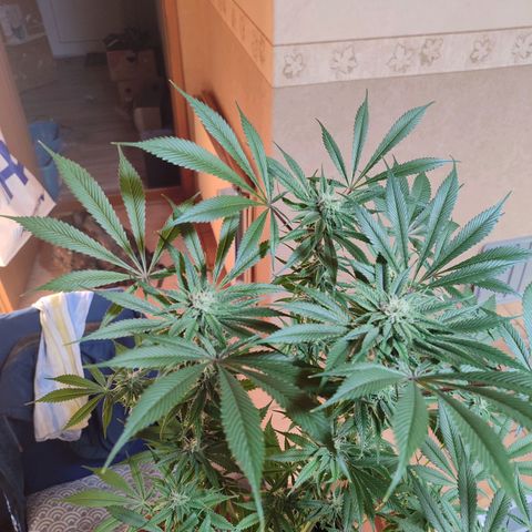 Holly (SP) growlog timeline photo