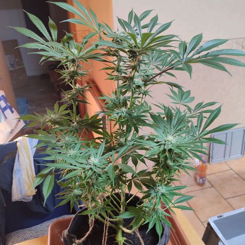 Holly (SP) growlog timeline photo