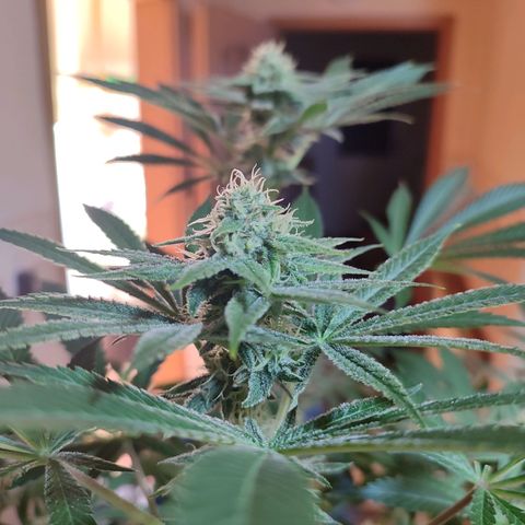 Clarisse (ST1) growlog timeline photo