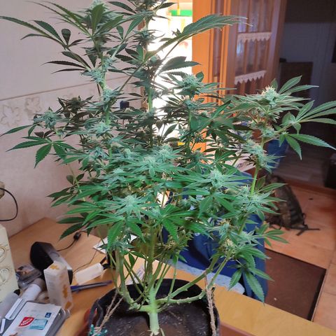 Clarisse (ST1) growlog timeline photo