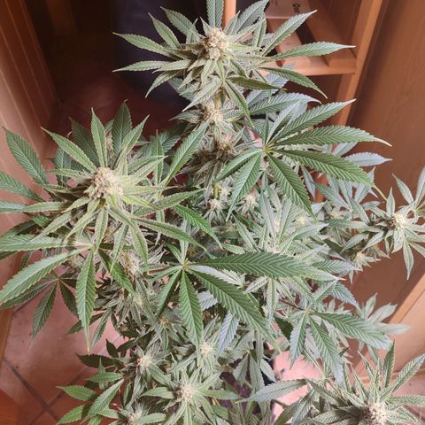 Clarisse (ST1) growlog timeline photo