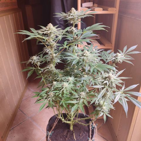 Clarisse (ST1) growlog timeline photo