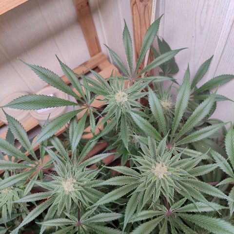 Holly (SP) growlog timeline photo