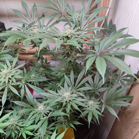 Holly (SP) growlog timeline photo