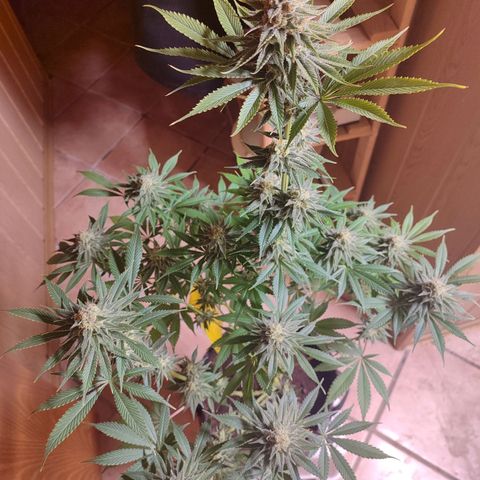 Alice (ST2) growlog timeline photo
