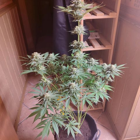 Alice (ST2) growlog timeline photo