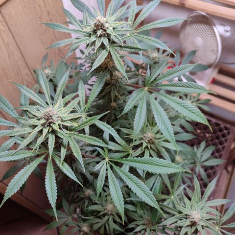 Clarisse (ST1) growlog timeline photo